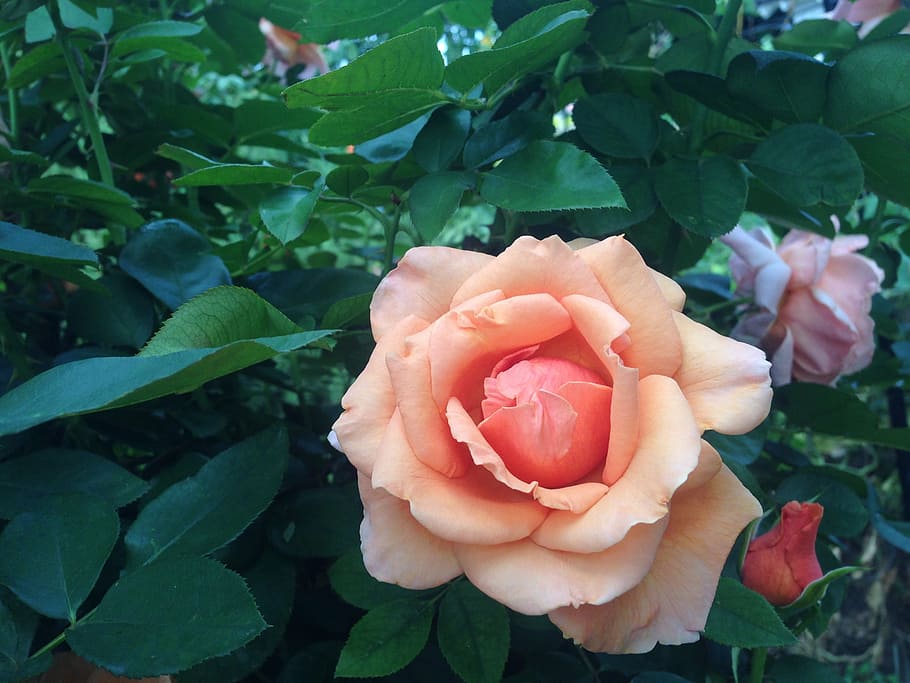 rose, flower, nature, leaf, plant part, beauty in nature, flowering plant HD wallpaper