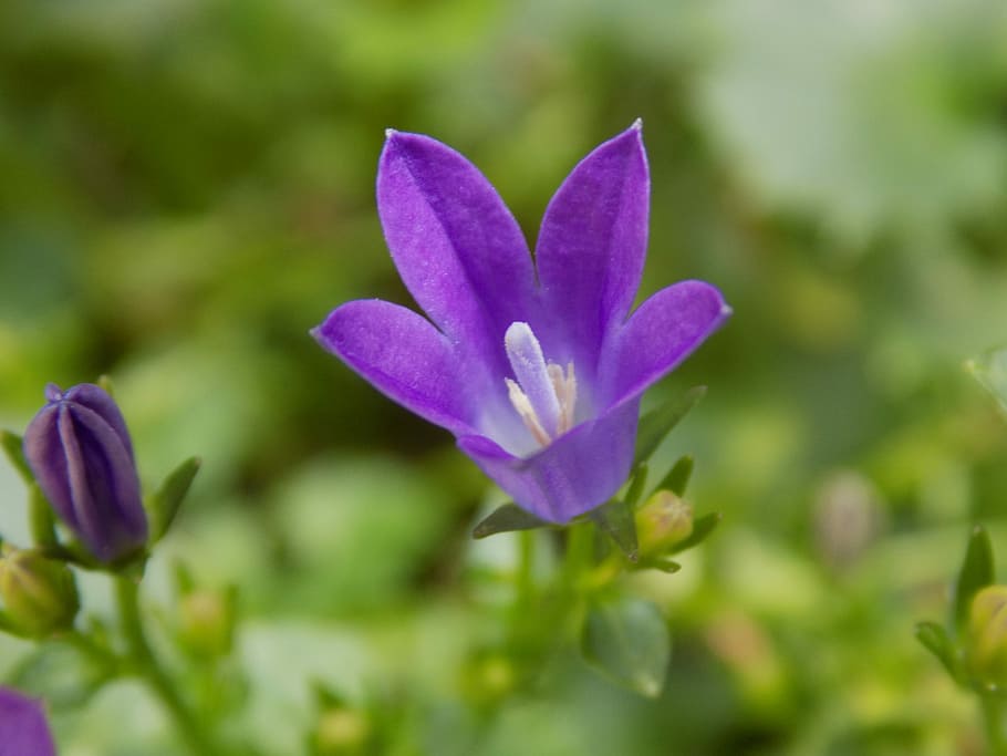 Violet, Violaceae, Flower, purple, nature, growth, fragility HD wallpaper
