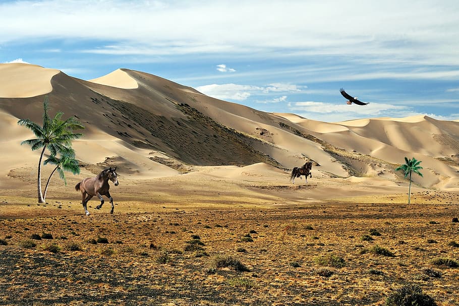 prairie, steppes, mountains, vegetation, sand, nature, birds HD wallpaper