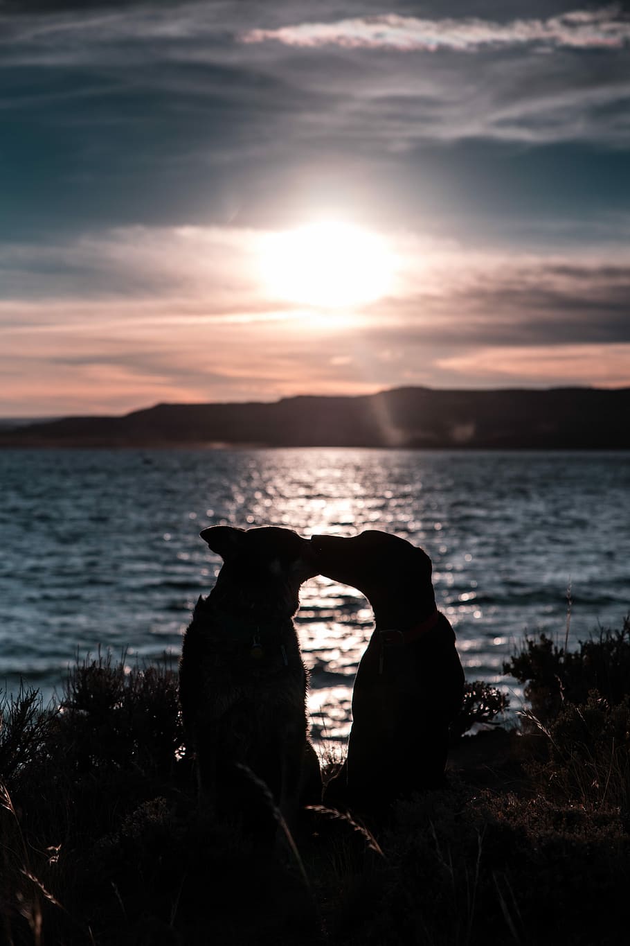 two dog silhouettes under crepuscular rays, silhouette of two dogs kissing beside beach
