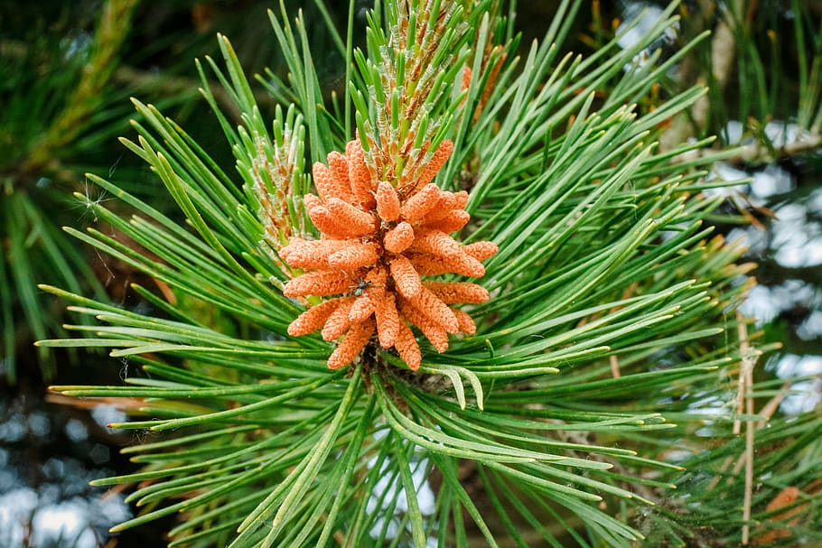 pine-tree, spider, natural, outdoor, summer, season, spring HD wallpaper