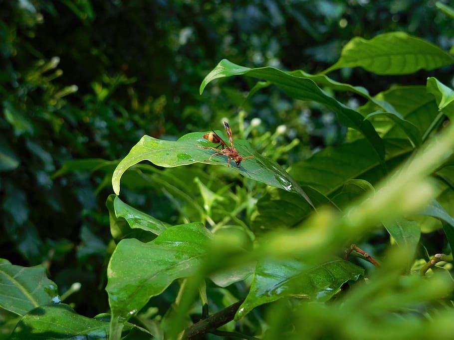 bee, green, insect, yellow, flying, plant, nature, small, honeybee HD wallpaper