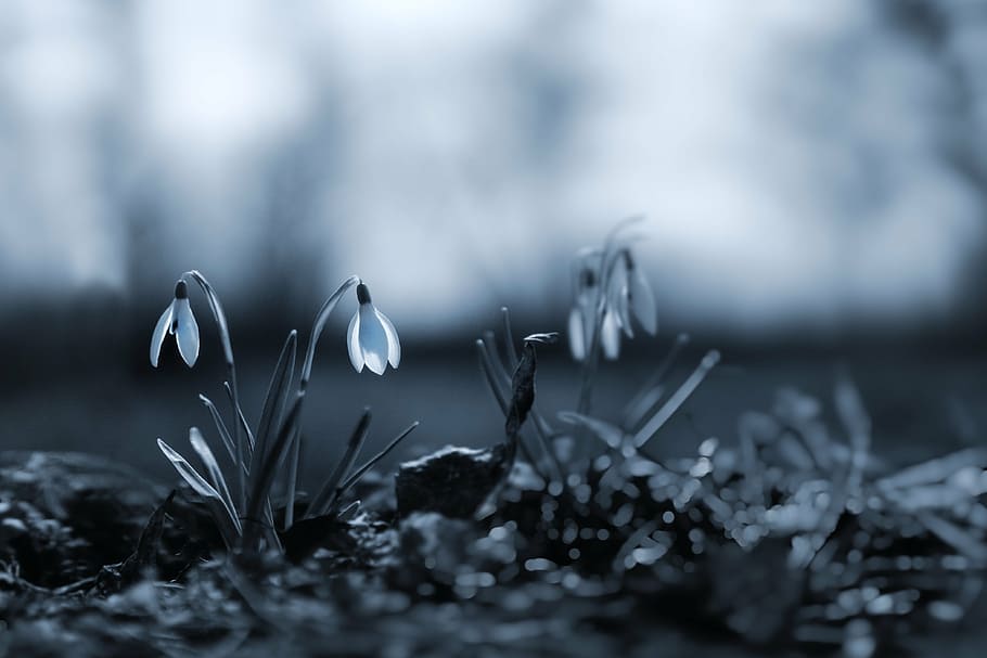 selective-focus photography of petaled flowers, snowdrop, spring HD wallpaper