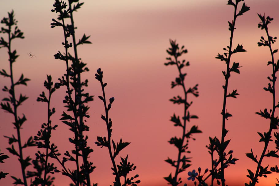 Spring, Bloom, Nature, Leaves, living nature, village, trees HD wallpaper