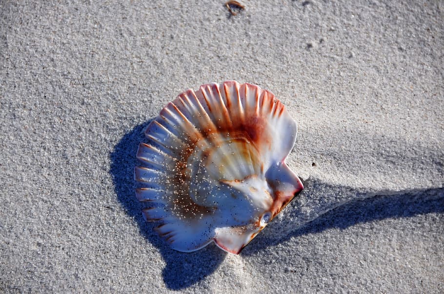 shell, beach, sand, animal wildlife, close-up, nature, land HD wallpaper