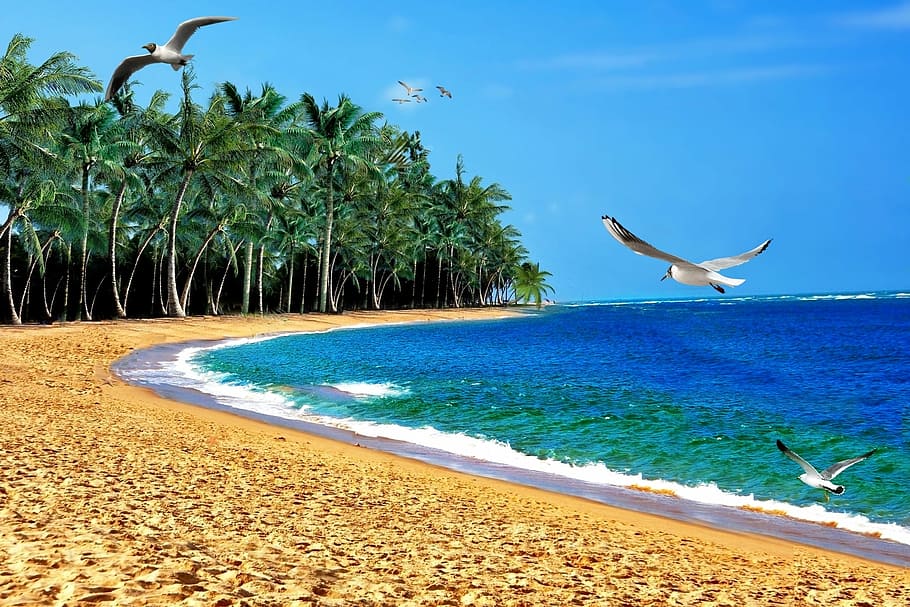 green coconut palm trees near blue sea, beach, sand, mar, ocean HD wallpaper