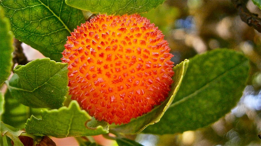 fruit, strawberry tree, vegetable, nature, plant part, leaf HD wallpaper