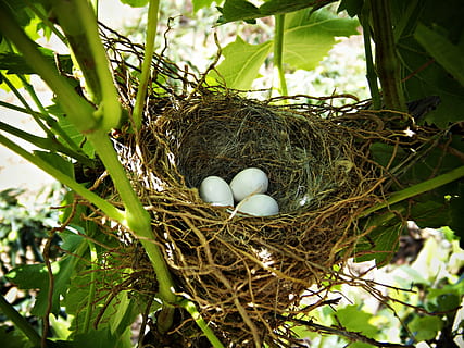 nest, eggs, life, tree, branches, birds, incubate, care, animal nest HD wallpaper