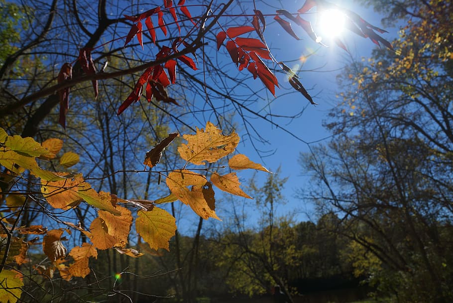 fall, autumn, nature, october, colors, sky, leaf, forest, tree HD wallpaper
