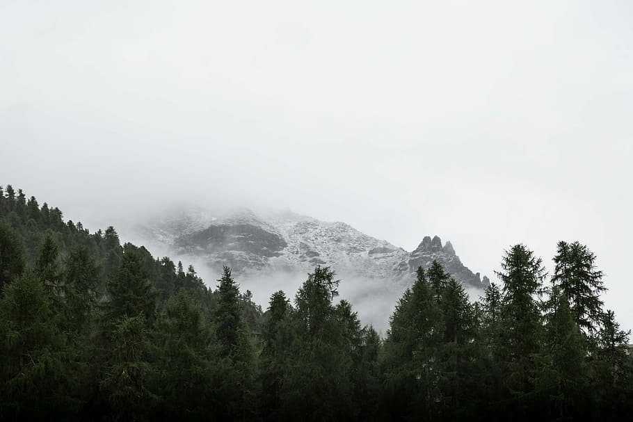 photo of green leafed trees near mountain, landscape photography of pine trees with a scene of mountain coated by snow HD wallpaper