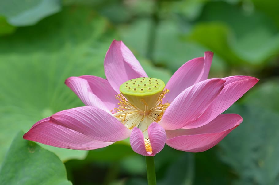 lotus, flower, flowering, flowering plant, fragility, petal HD wallpaper