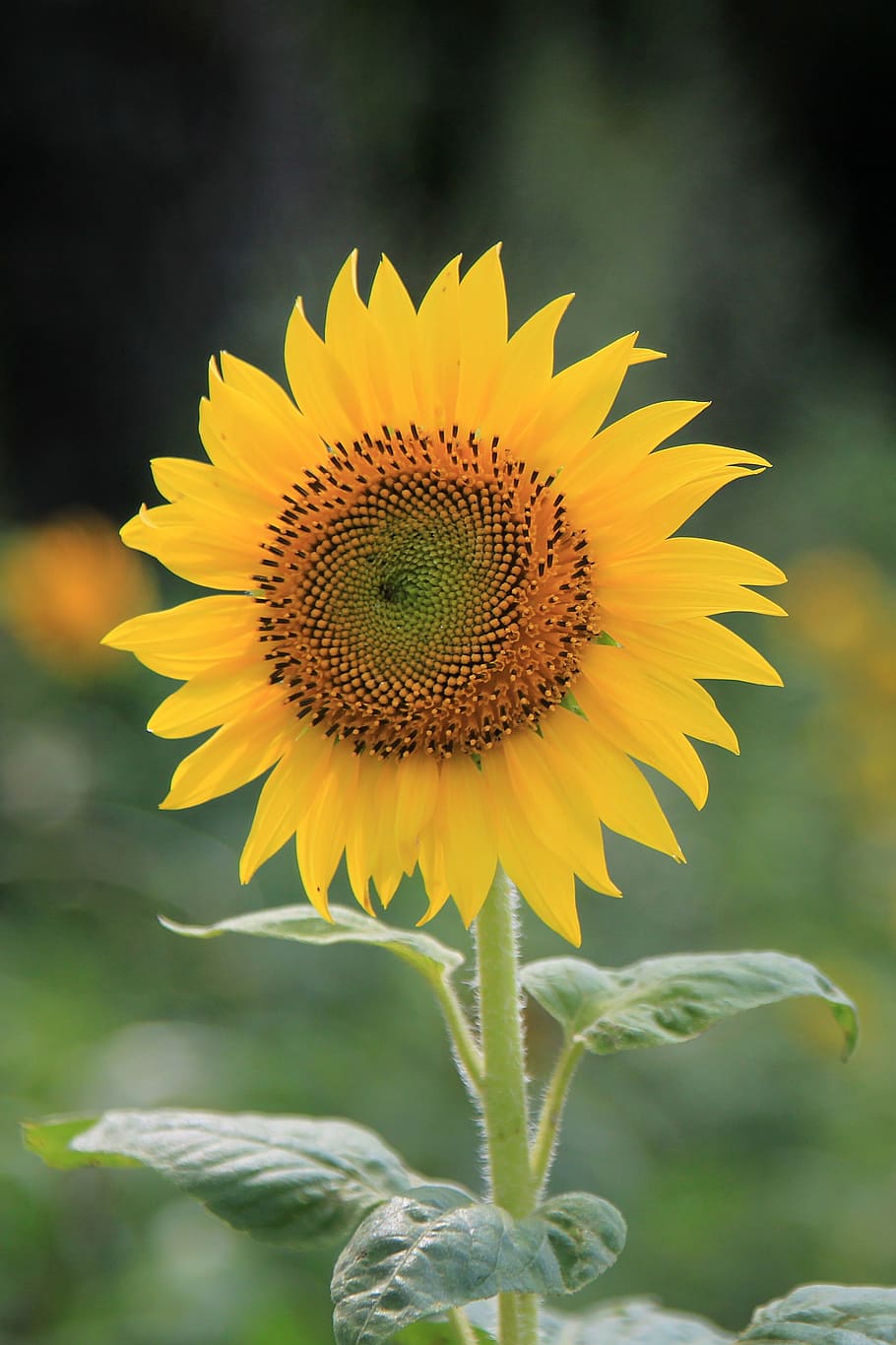 sunflower, yellow, bloom, blooming, plant, seeds, nature, natural HD wallpaper