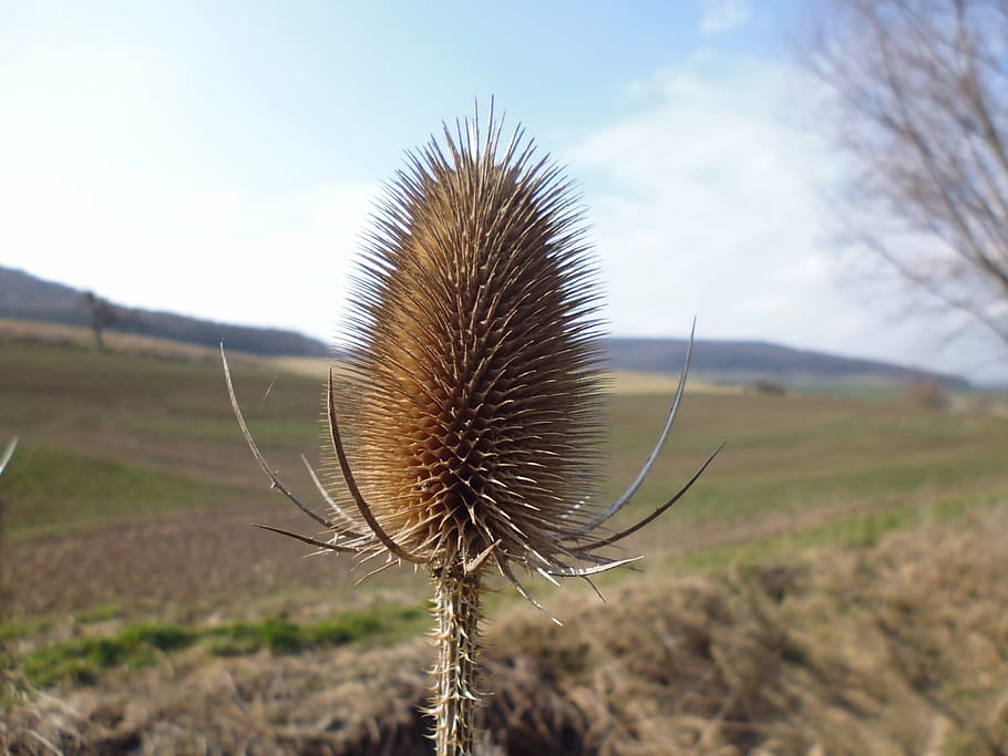 card, dipsacus, thorns, nature, plant, prickly, spur, summer HD wallpaper