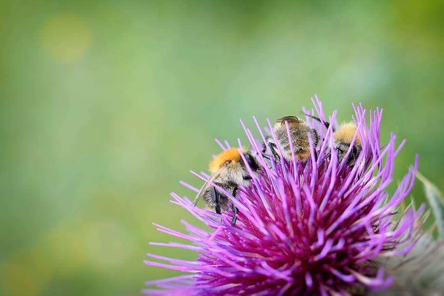 bumble-bee, insect, summer, thistle, wallpaper, background HD wallpaper