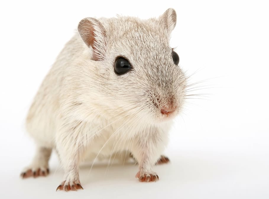 white mouse, animal, attractive, beautiful, brown, close, closeup