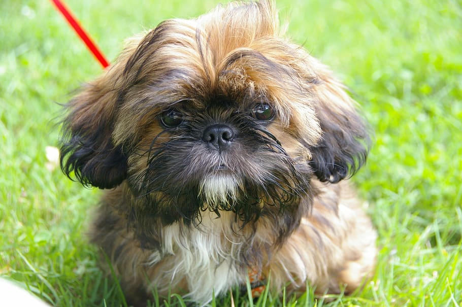 brown and black shih tzu puppy, Animal, Portrait, Dog, animal portrait, HD wallpaper