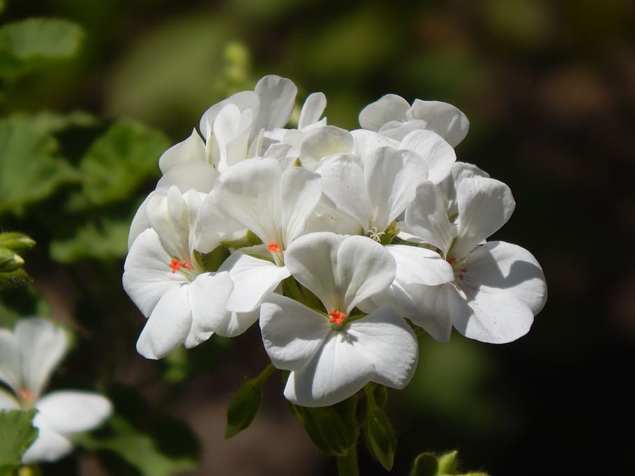 geranium, malvón, white flower, flowering plant, petal, fragility HD wallpaper