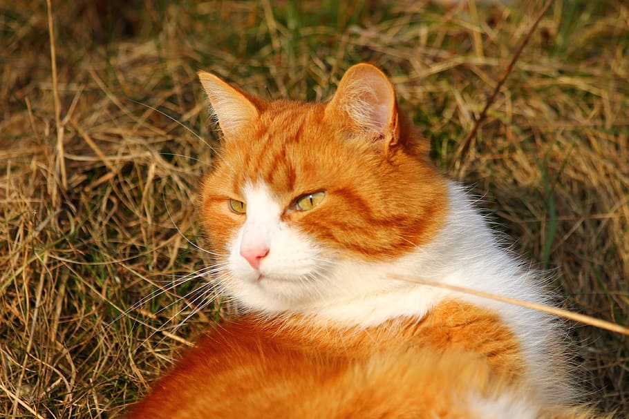 orange and white cat laying on grass, Kitty, Sweet, domestic cat HD wallpaper