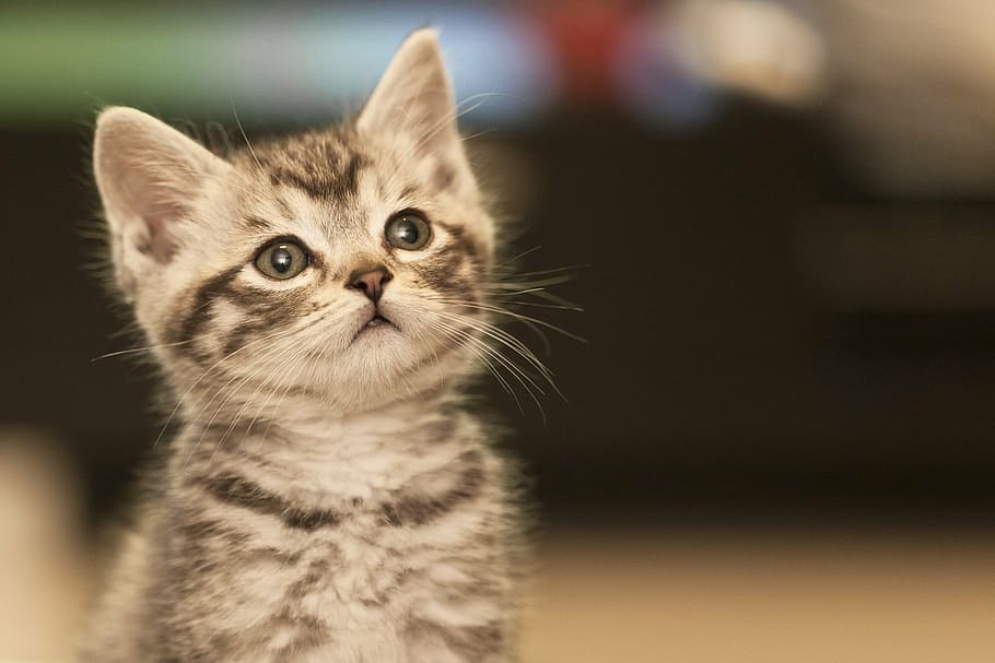gray tabby kitten, cat, desire, pure, pets, domestic cat, one animal HD wallpaper