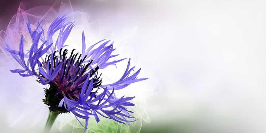 shallow focus photography purple flower during daytime, selective focus, HD wallpaper