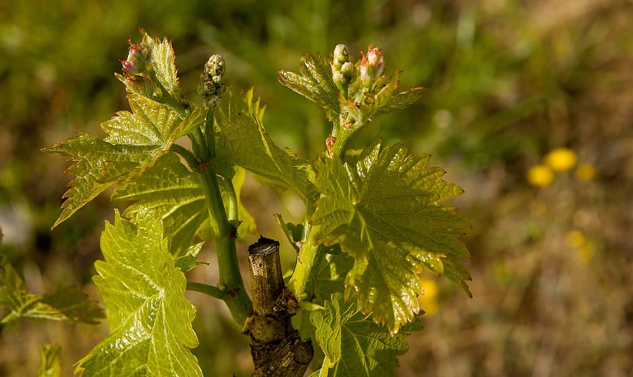 vine, vineyard, leaves, spring, vine leaves, buds, plant, growth HD wallpaper