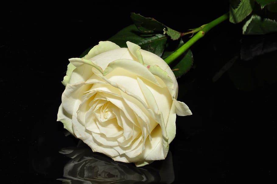 white rose, flower, rose - Flower, nature, petal, plant, leaf HD wallpaper