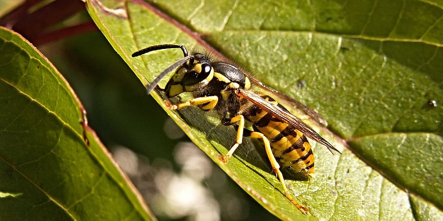 Wasp, Sheet, Bush, Macro, Detail, green, insect, animal themes HD wallpaper