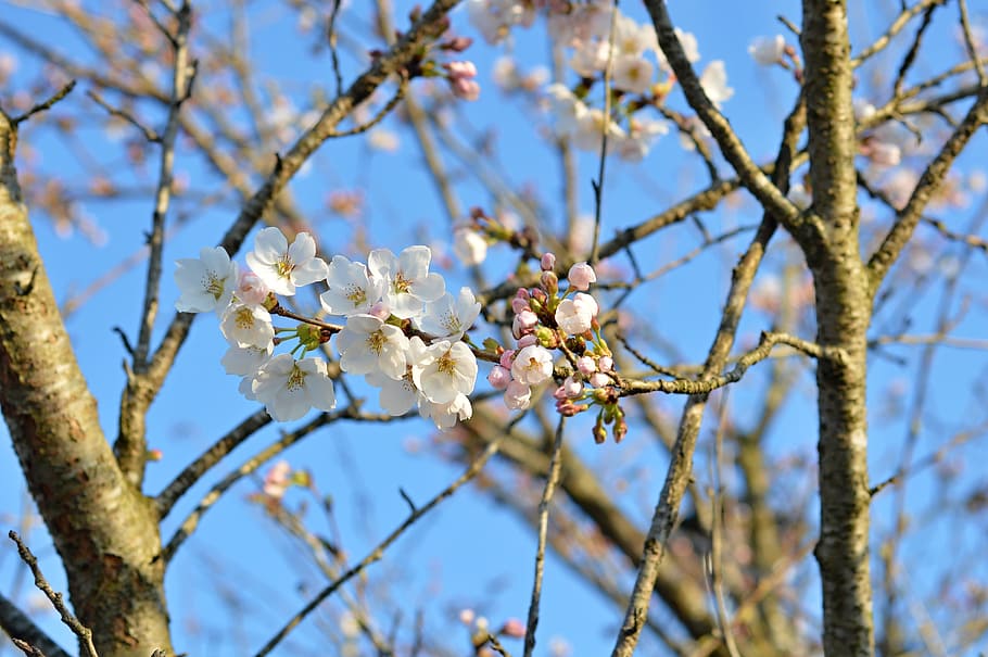 cherry, cherry tree, cherry blossoms, spring, plant, flower HD wallpaper