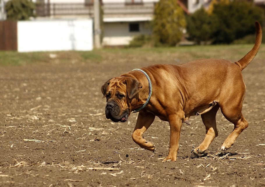 boerboel, dog, african, puppy, to the south, mammal, big, pet, HD wallpaper