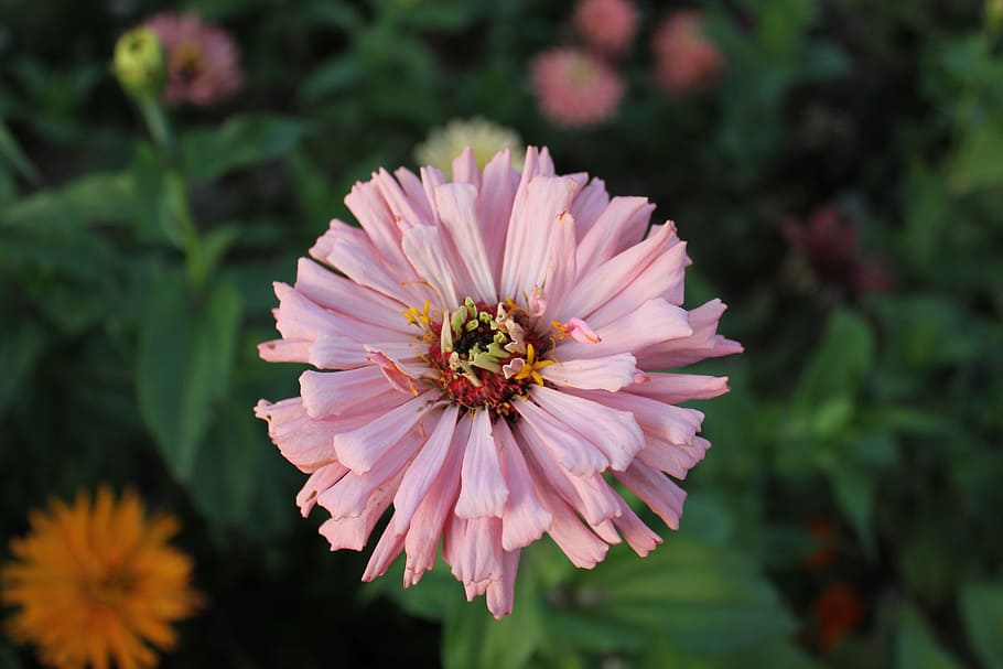 flower, pink, blossom, flowering plant, freshness, fragility HD wallpaper