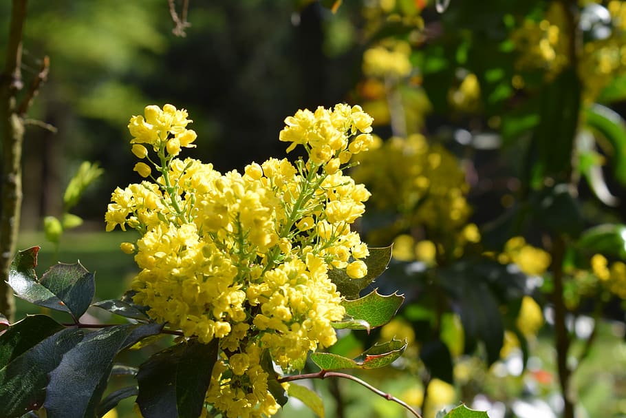 Yellow, Flower, Forest, Nature, Spring, yellow flower, macro HD wallpaper