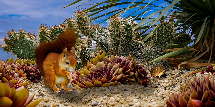 brown squirrel standing beside red flower, nature, animal, mouse HD wallpaper