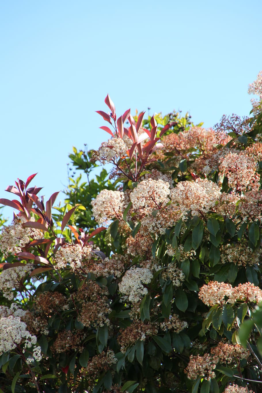 flower, tree, sky, plant, flowering plant, growth, freshness HD wallpaper