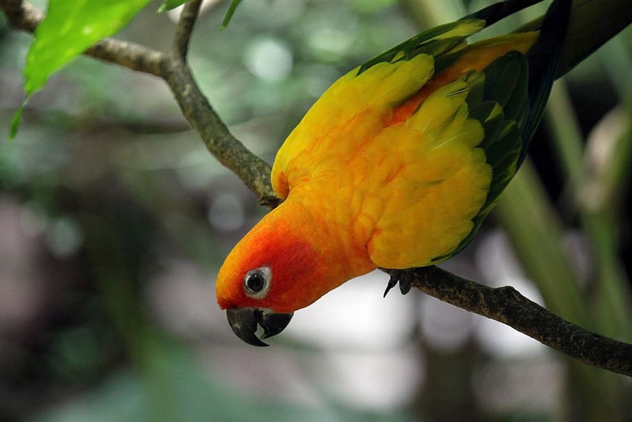 red and yellow bird perching, parrot, tree, fly, wings, feather HD wallpaper
