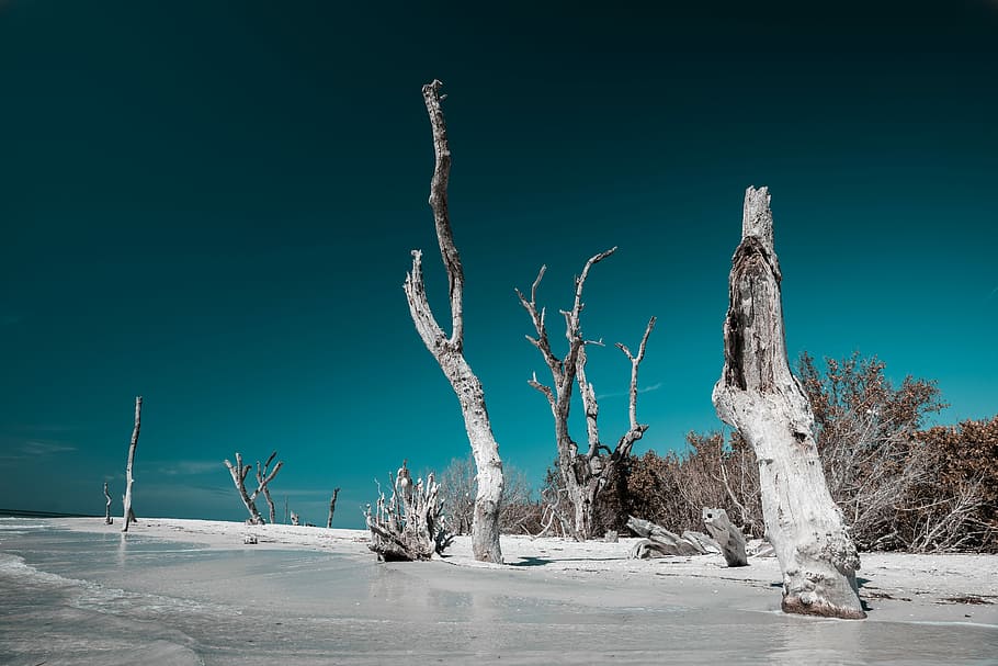 tree near sea shores, gray bare tree, sky, landscape, beach, nature HD wallpaper