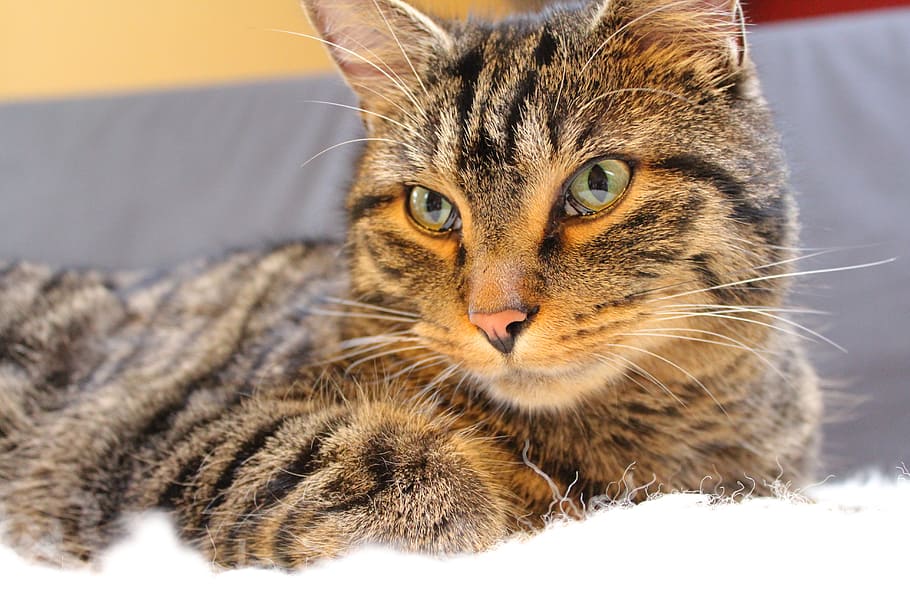 cat, mackerel, concerns, animals, domestic cat, adidas, cat face HD wallpaper