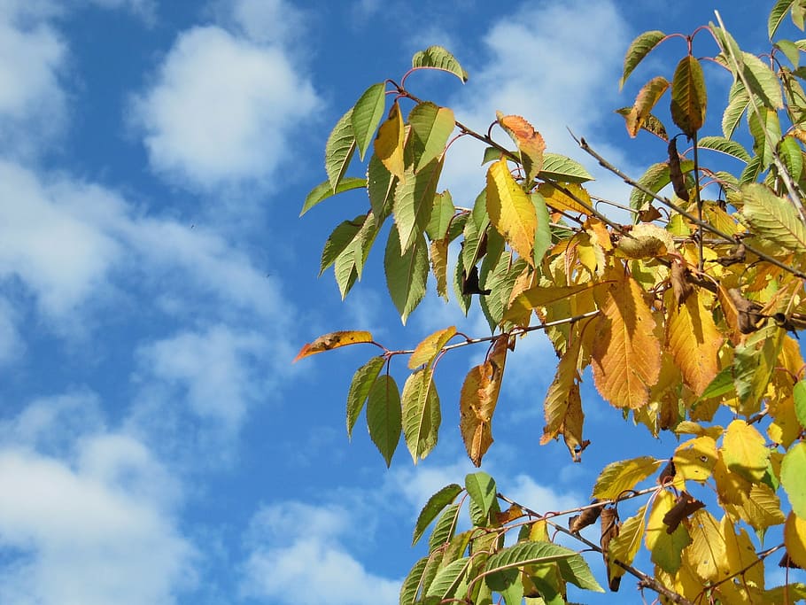 sky, clouds, trees, autumn, leaves, good weather, leaf, nature HD wallpaper