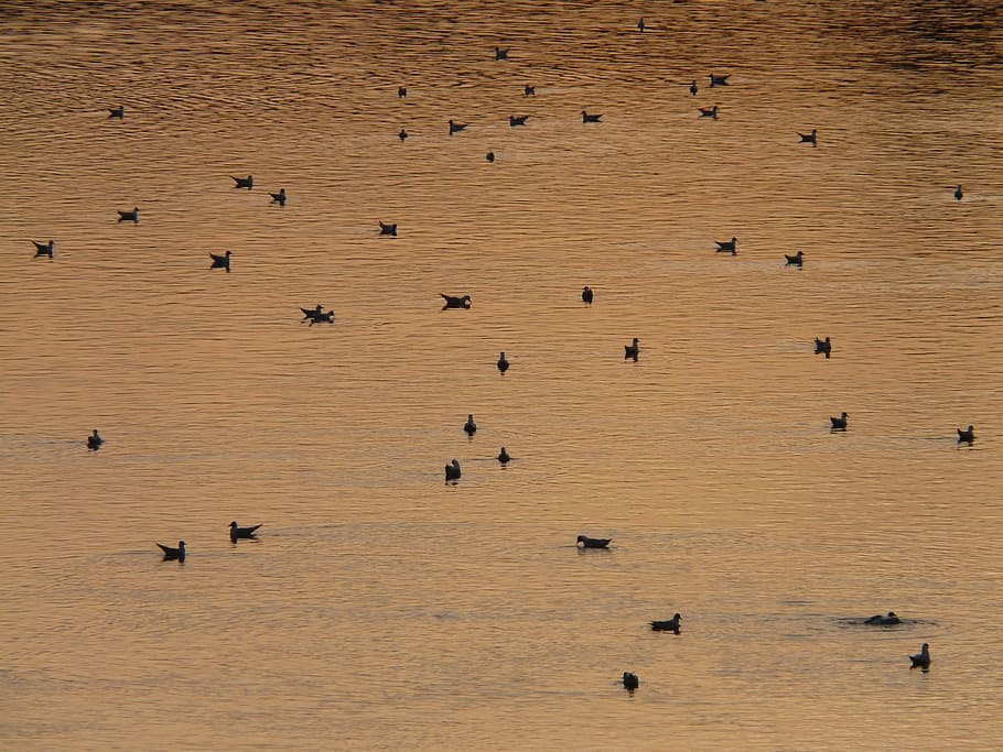 Ducks, River, Romance, abendstimmung, water, waterfowl, animals in the wild HD wallpaper