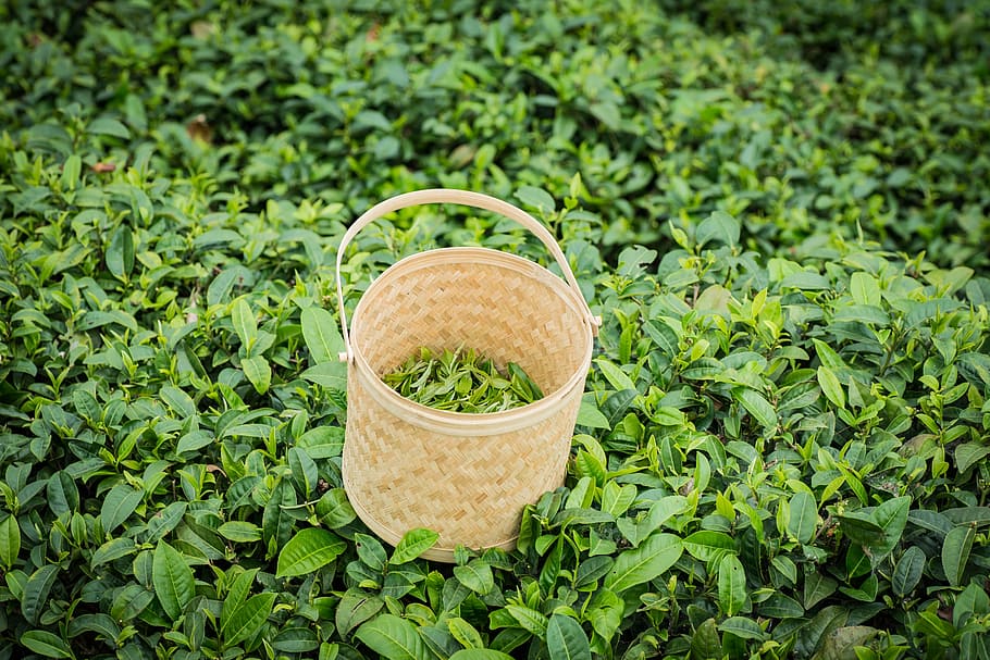 Spring, Alpine, Tea Garden, basket, food, green Color, freshness HD wallpaper
