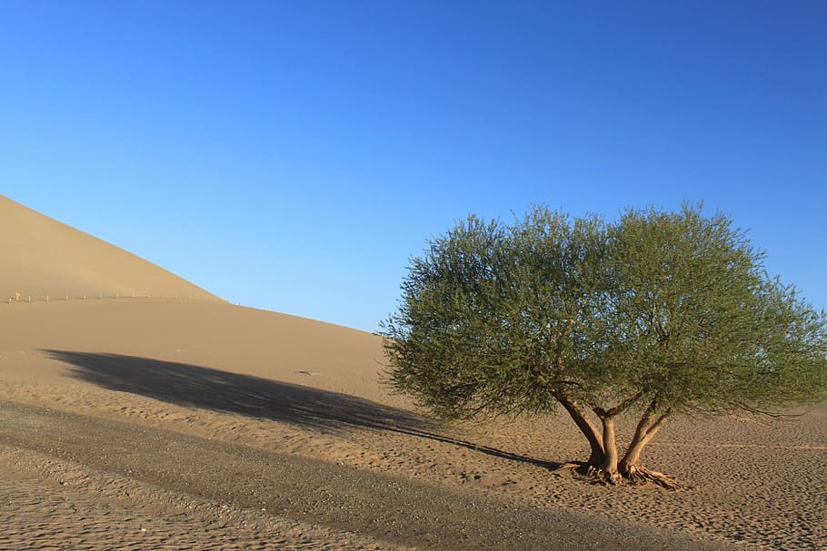desert, tree, blue sky, sand, scenics - nature, landscape, environment HD wallpaper