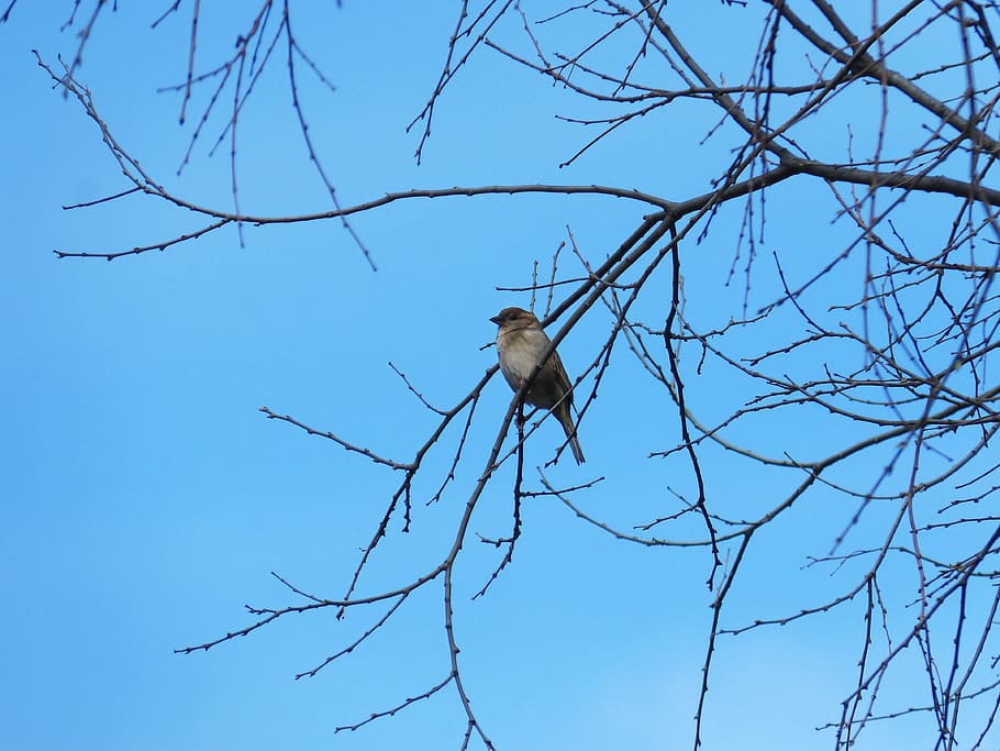 Sparrow, Branches, Tree, sky, animal wildlife, bare tree, animals in the wild HD wallpaper