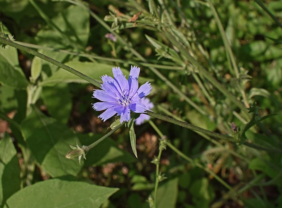 Wild, Chicory, Flower, Blossom, Bloom, wild chicory, wildflower HD wallpaper