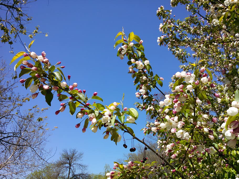 sky, spring, nature, bloom, color, season, blue, blooming, blossom HD wallpaper