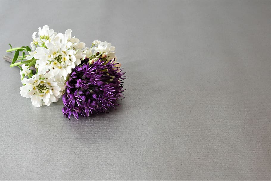 background, flowers, white, frame, flowering plant, purple HD wallpaper