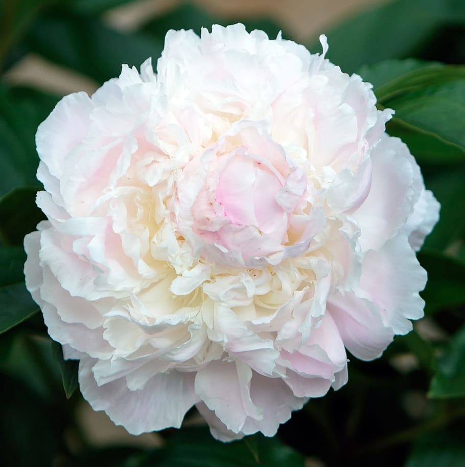 shallow focus of white and pink peony flower, begonia, close-up, HD wallpaper