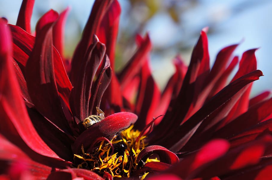 red flower, bee, insect, blossom, bloom, garden, poland, summer HD wallpaper