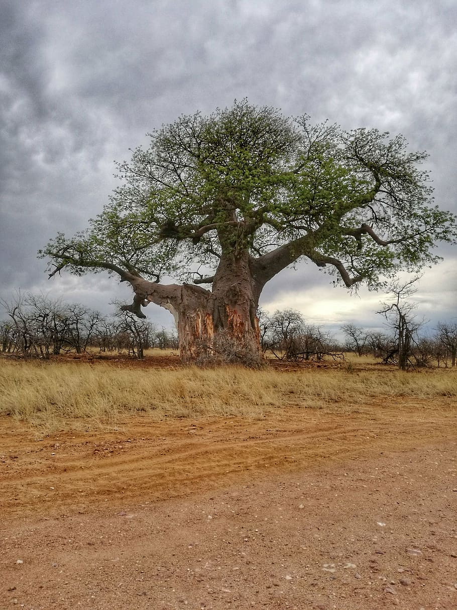 baobab, tree, africa, south africa, nature, plant, field, land, HD wallpaper