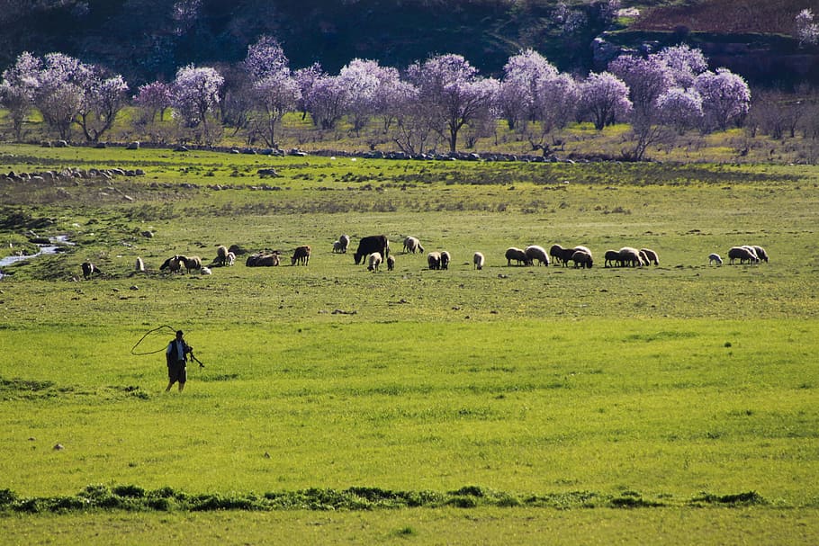 Spring, Flower, Grassland, Green, Grass, doga, spring flowers HD wallpaper