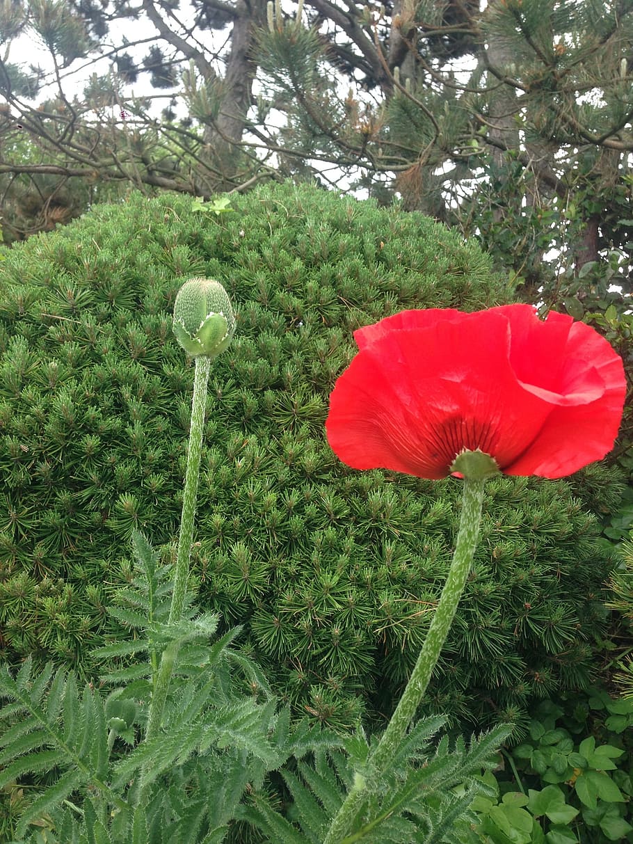 poppy, pine, red, green, mahnknospe, bud, blossom, bloom, plant HD wallpaper