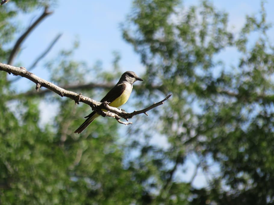bird, nature, trees, park, wild, animal, branch, wings, wildlife HD wallpaper